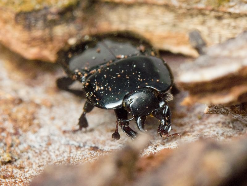 Hololepta plana (Sulzer, 1776)